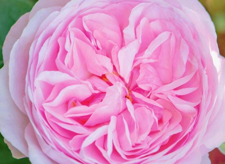 اتاق استاندارد, Bed & Breakfast   La Closerie De La Fuye