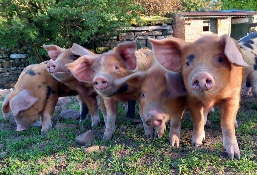 Номер Deluxe, Johnby Hall