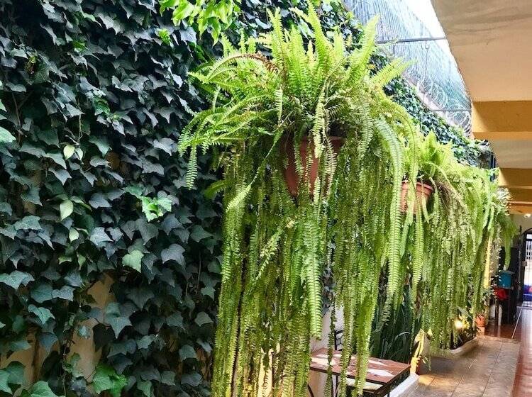 تختخواب در اتاق مشترک, Hostal Antigua