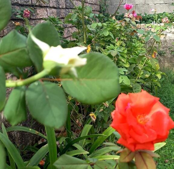 اتاق استاندارد با سرویس بهداشتی مشترک, Guesthousemantho