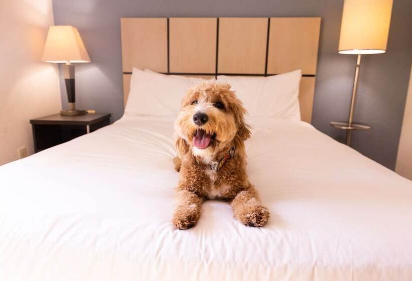 Люкс Адаптированный для Инвалидов, Sonesta Simply Suites Charlotte University