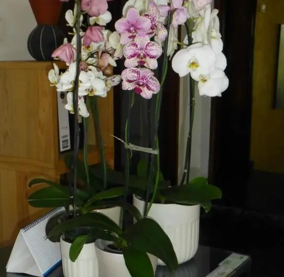 スタンダードルーム, Figtree Guesthouse