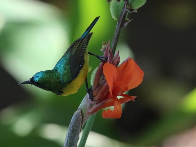 استودیو خانوادگی, Sunbirds Chobe