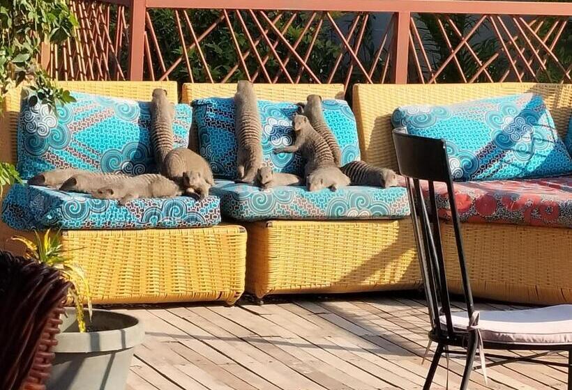 سوییت اجرایی, Sunbirds Chobe