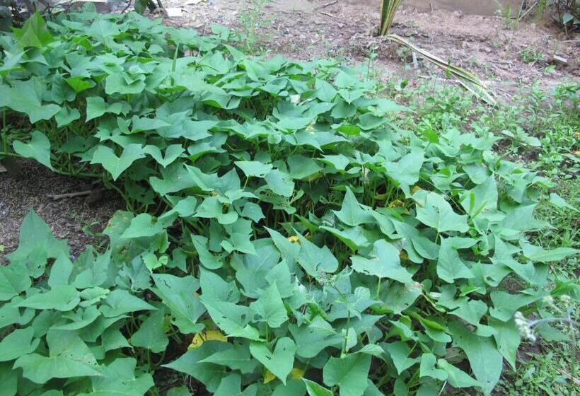 Standard Szoba King Size Bed, Homestay Xóm Dừa Nước