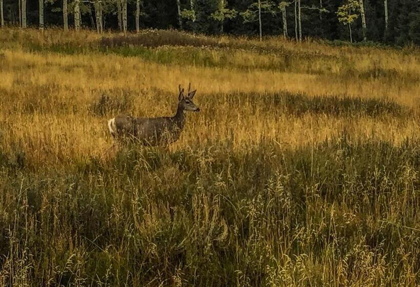 Номер Стандарт, Arrowhead Mountain Lodge