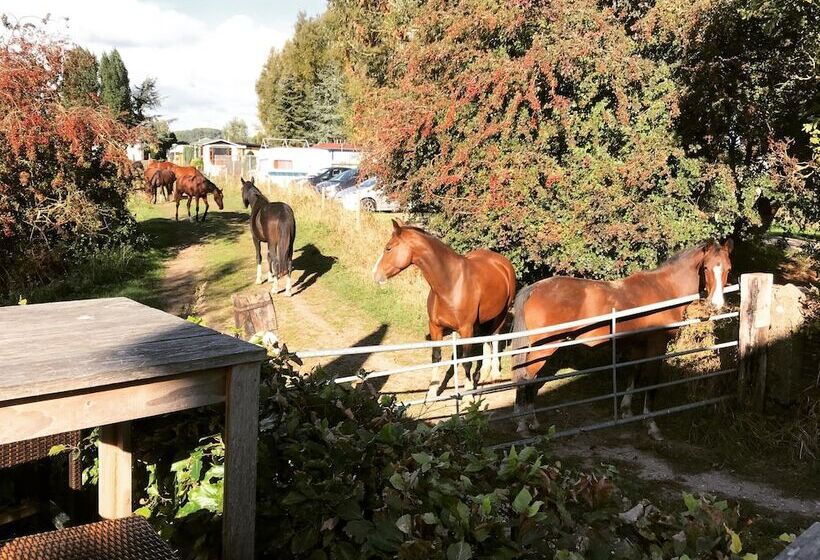 غرفة كومفورت, T Veerhuys