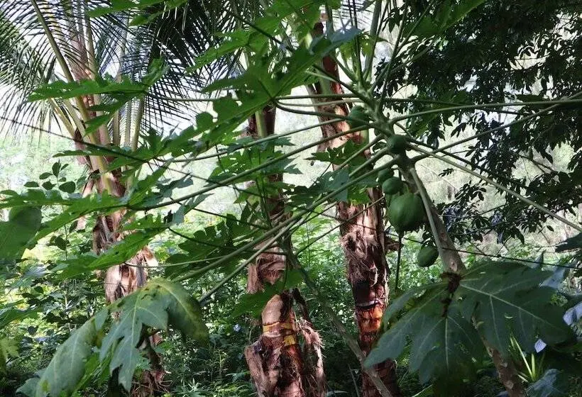 ルームシェアのワンベッド, Cinderland Ecovillage   Hostel