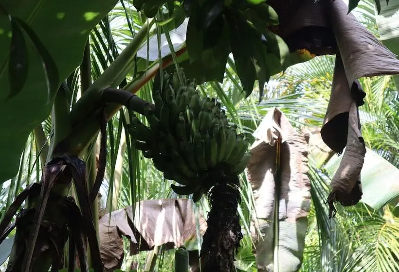ルームシェアのワンベッド, Cinderland Ecovillage   Hostel