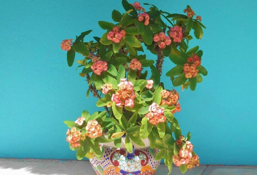 سوئیت با تخت بزرگ, Casa Gatos