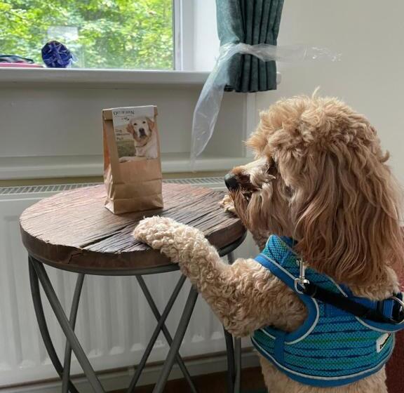 חדר דחוקס עם מיטת קינג, Royal Oak