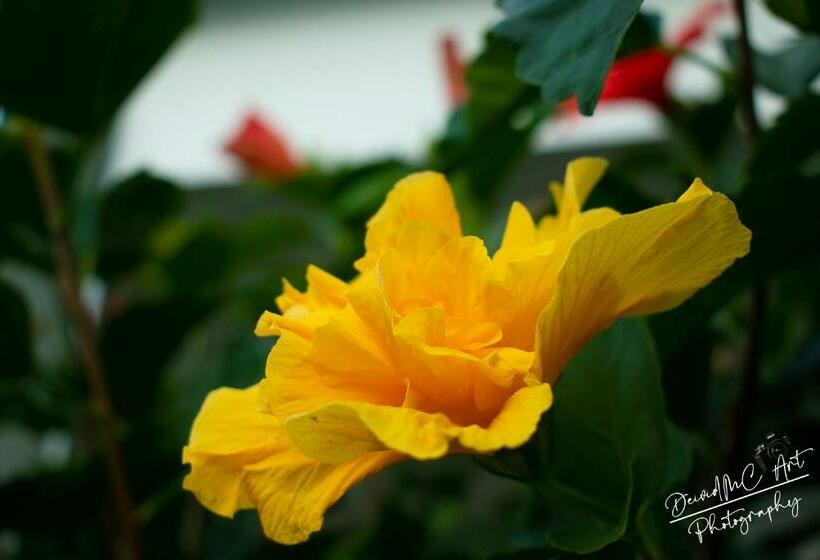 חדר סטנדרט, Palmeras De Luz