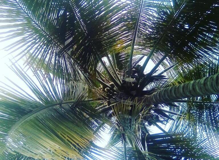 Tente Standard, Hospedaje Eden