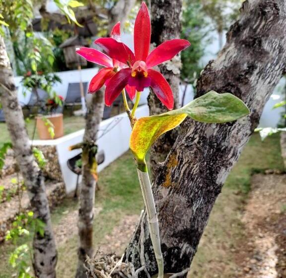 标准间, Pousada Casa De Shiva