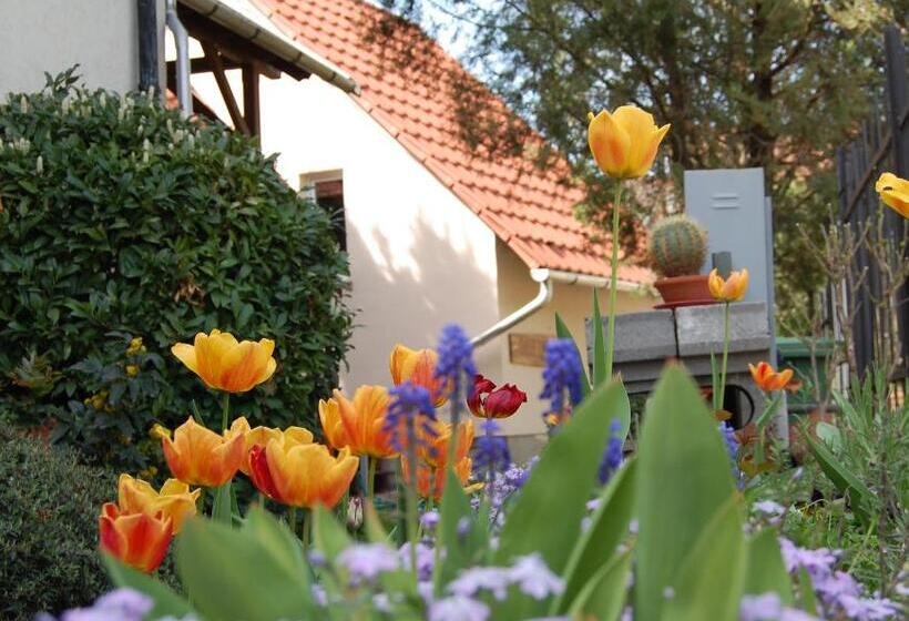 סטודיו סטנדרט עם מרפסת, Maya Guesthouse