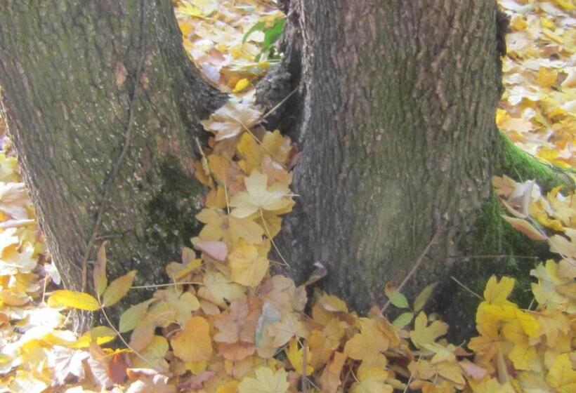 غرفة قياسية رباعية مزودة بشُرفة, Csigaház Panzió