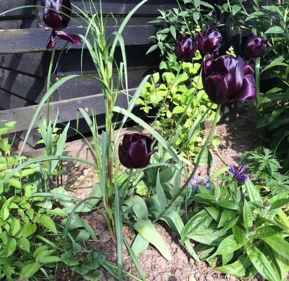 Номер Стандарт, The Orangery