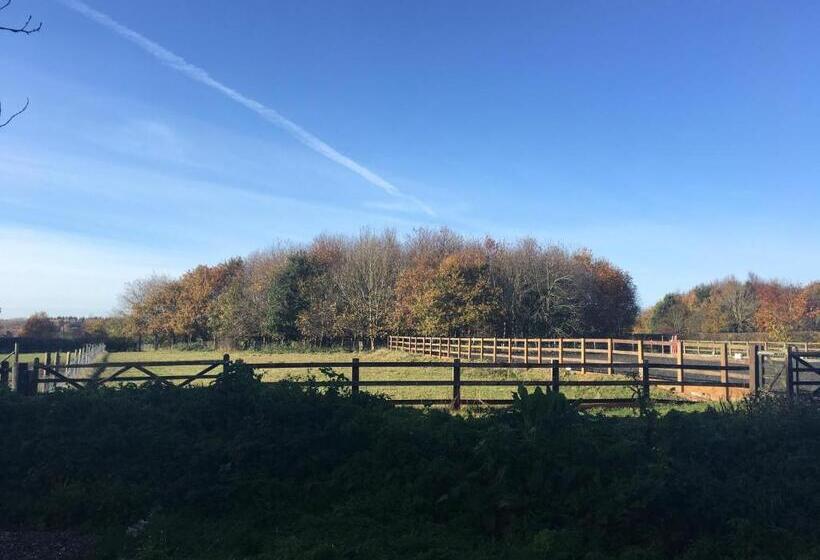 Номер Стандарт, The Orangery