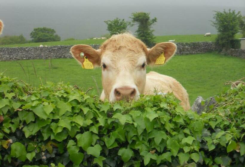 Номер Стандарт, Cappabhaile House