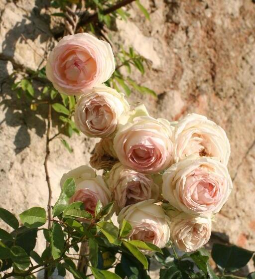 غرفة قياسية مع حمام خارجي, Bioagriturismo Podere Montisi