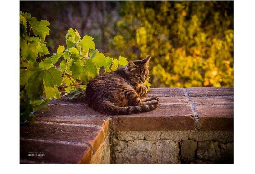 غرفة قياسية, Bioagriturismo Podere Montisi