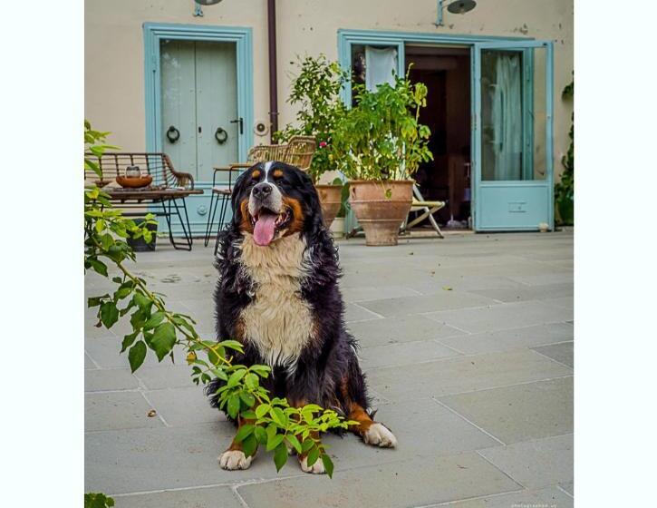 غرفة قياسية, Bioagriturismo Podere Montisi