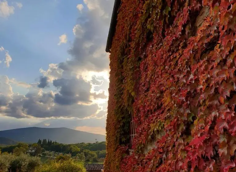 ２ベッドルームアパートメント, Fattoria Lornano Winery