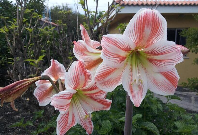 带2个卧室的标准洋房, Los Guanches Bungalows