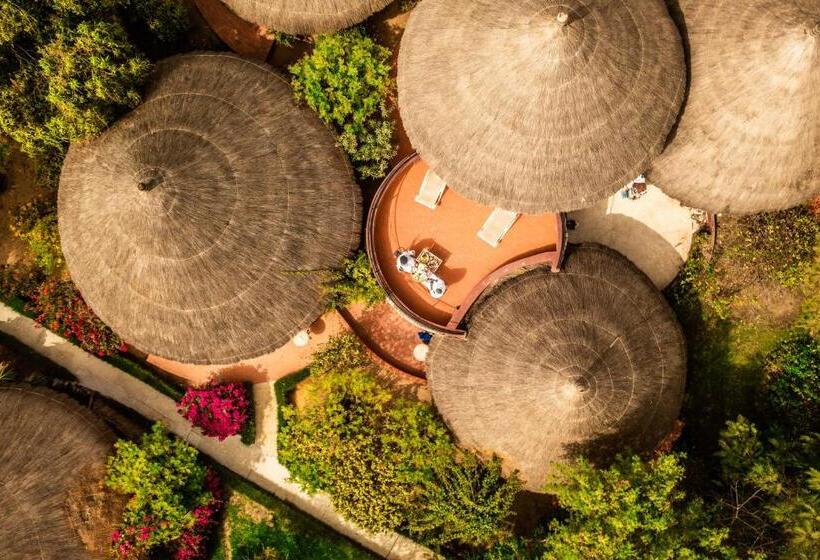 高级大房间, Royam