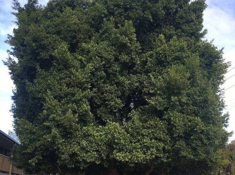 חדר משפחתי, Darling Junction Motor Inn