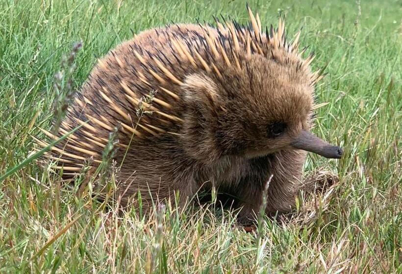 شاليه غرفة نوم واحدة, Heimat Farmstay