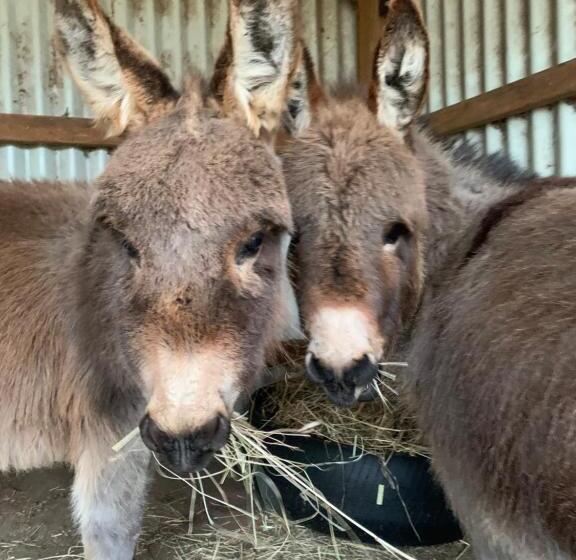 شاليه غرفة نوم واحدة, Heimat Farmstay