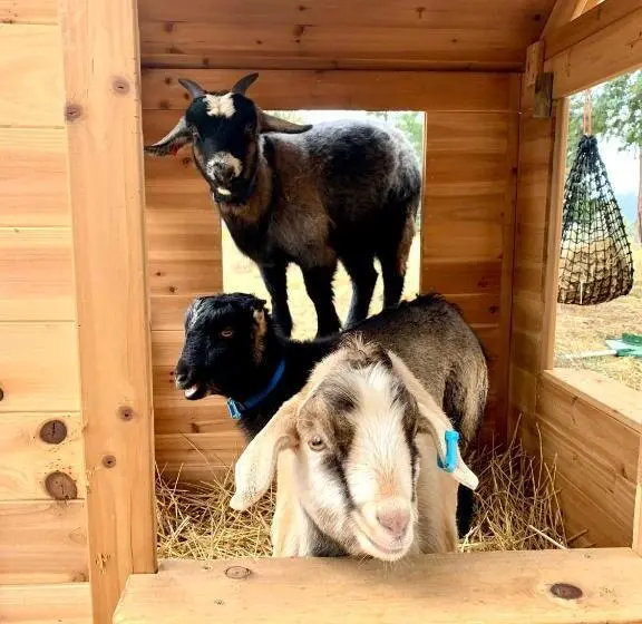 シャレー1寝室, Heimat Farmstay
