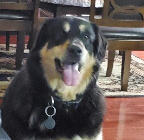 غرفه قياسيه سريرين مزدوجين, Shoreside Inn & Suites