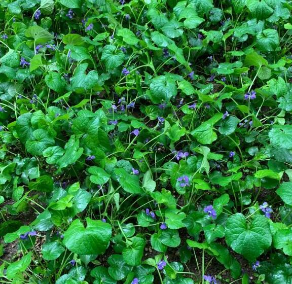 اتاق استاندارد با بالکن, Rooms Kuljic