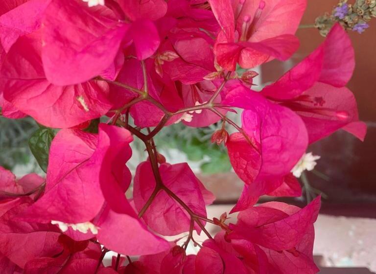 اتاق استاندارد سه نفره, Rooms Kuljic