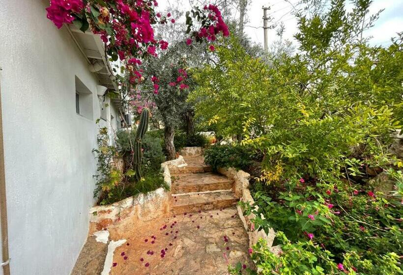 استودیوی استاندارد, Kaktus Beach Apart