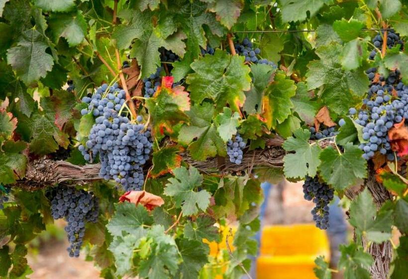 منزل غرفتين نوم, Aterno Vineyard, Guest House