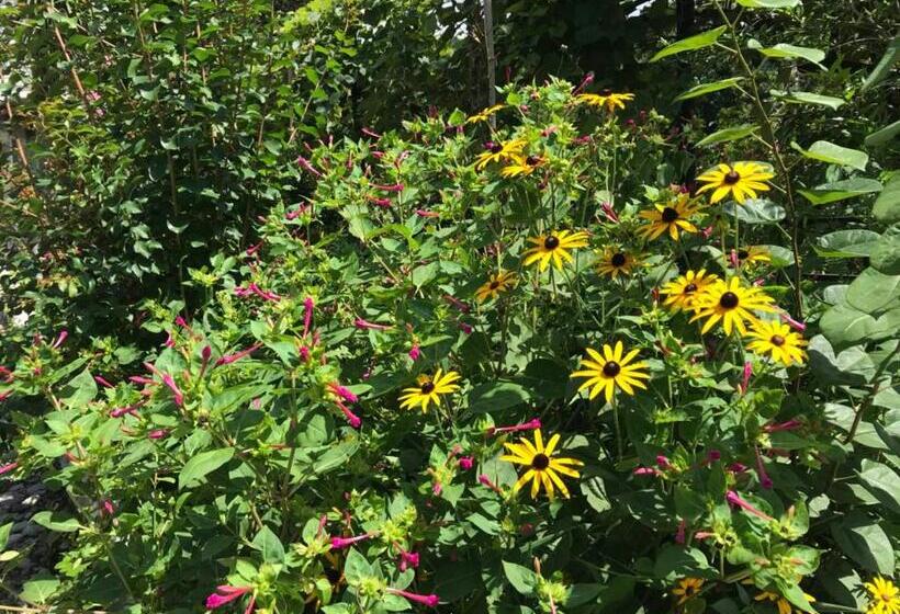 اتاق استاندارد با سرویس بهداشتی مشترک, Nika's Guest House