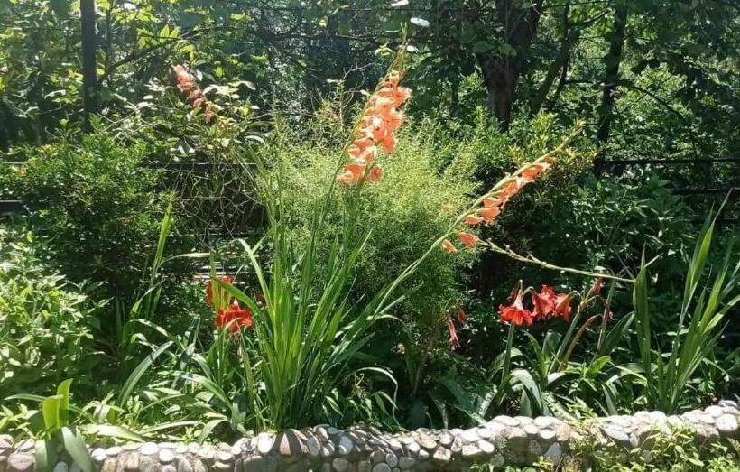 اتاق استاندارد با سرویس بهداشتی مشترک, Nika's Guest House