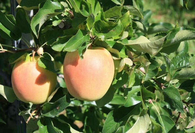 带1个卧室带观景的公寓, Ferienbauernhof Masunerhof