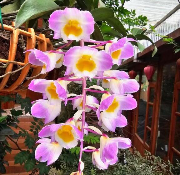 اتاق خانوادگی, Dang Khoa Garden Inn