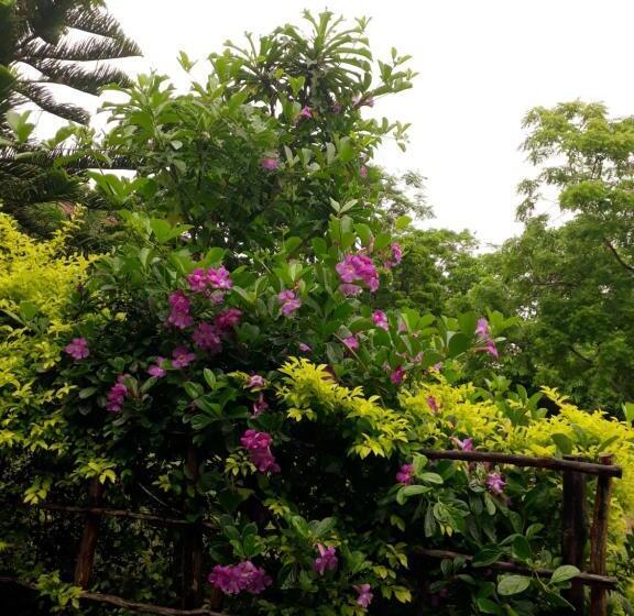 スタンダードトリプルルーム, Eagles Nest Cabanas