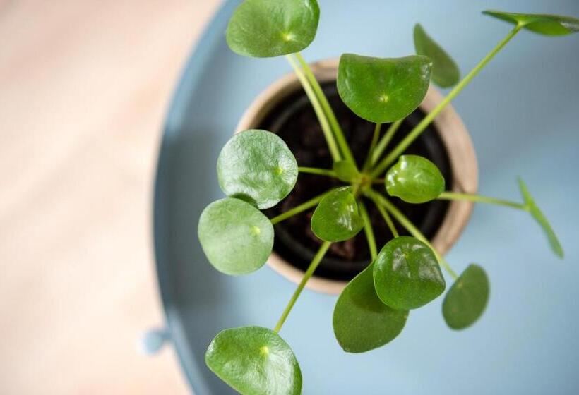 استودیوی لوکس, B&b Hof Beygaert