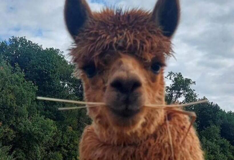 إستديو عائلى, Guest House Près Des Montgolfières