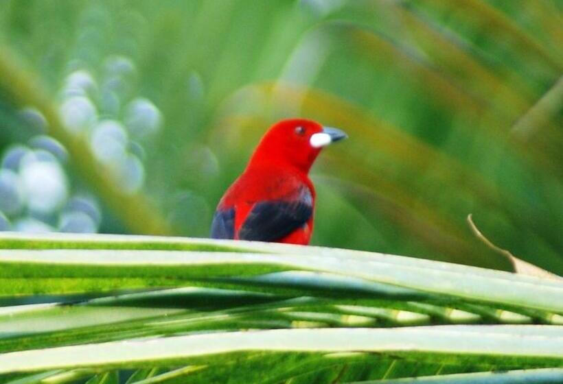 豪华房间, Pousada Romântica Serra Da Mata