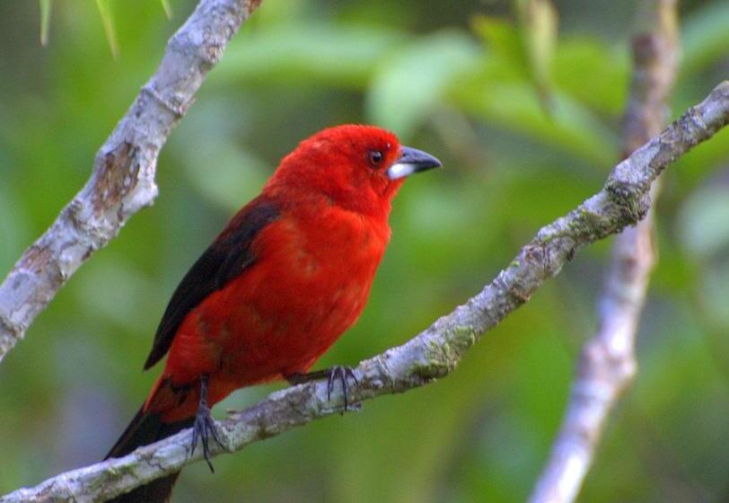 豪华房间, Pousada Romântica Serra Da Mata