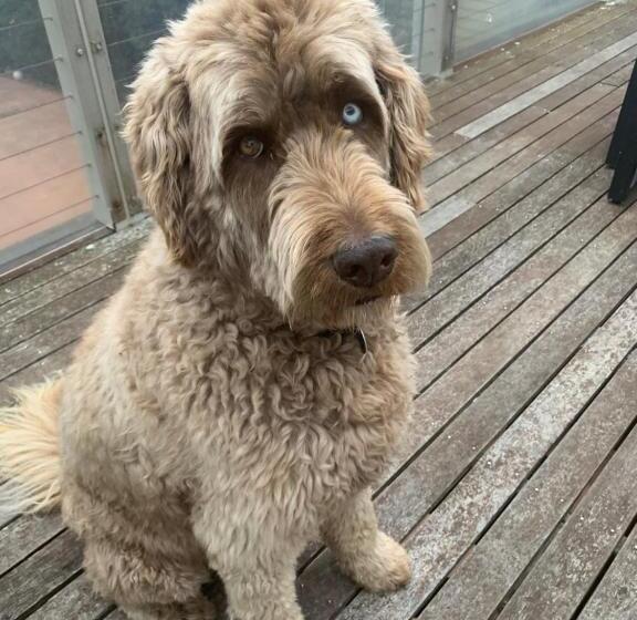 בקתת סופריור בת חדר 1, Capers Cottage And Barn Accommodation