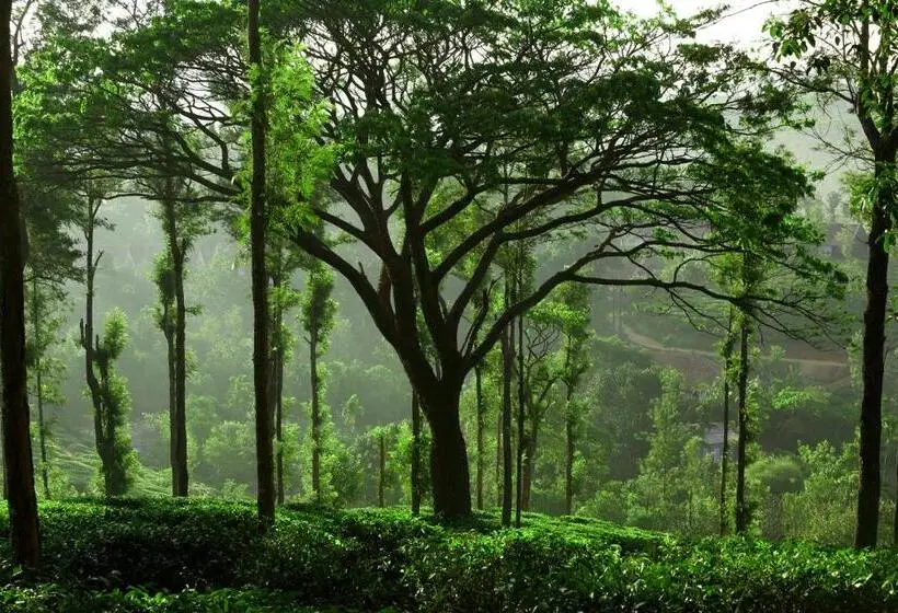 スタンダードバンガロー, Parisons Plantation Experiences By Abad