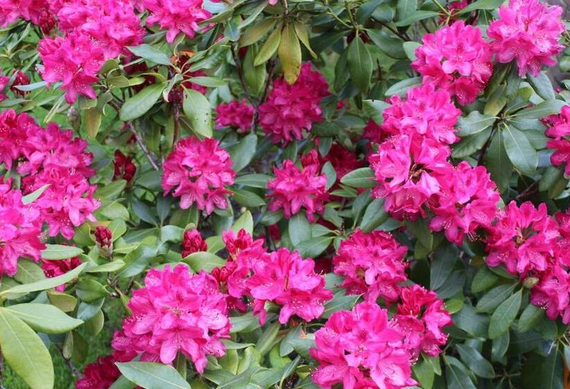 テラス付きスタンダードルーム, Erve Praestinck